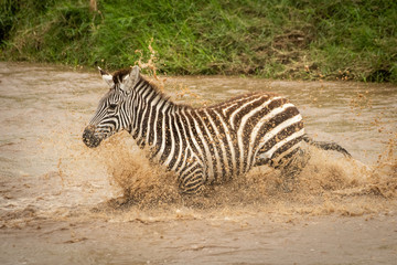 Fototapeta na wymiar Plains zebra crosses muddy river in spray