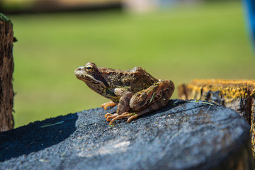 Brown frog sits on round shaped colored log close up