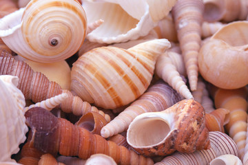 Beautiful multi-colored shells, starfish, corals. Souvenir for friends with travels and detail of interior design, aquarium, crafts.