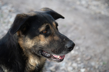 Guard dog looking into the wild. Portrait with copy space