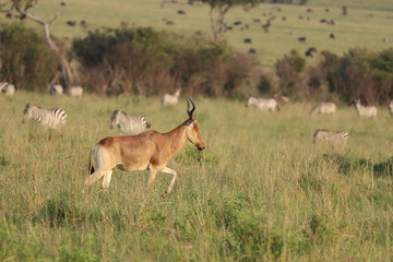 Naklejka na ściany i meble Hartebeest and zebras, Masai Mara National Park, Kenya.