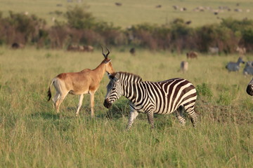 Obraz na płótnie Canvas Zebra and hartebeest, Masai Mara National Park, Kenya.