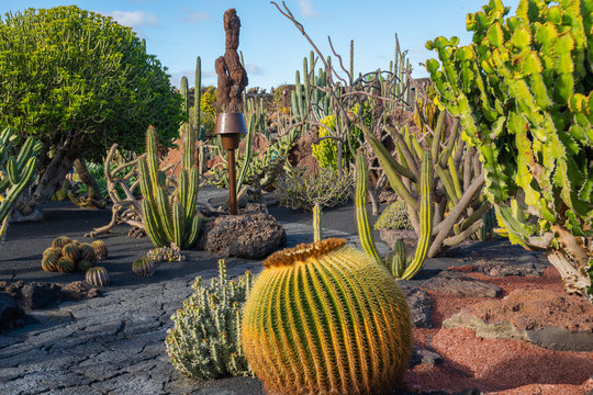 GUATIZA, LANZAROTE, LAS PALMAS, SPAIN : photo of exotic cactus plant growing.