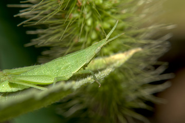 ショウリョウバッタ