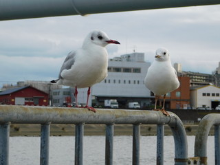 Obraz premium 川岸の柵に留まるユリカモメ