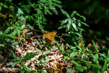 Lungo il sentiero 168 Gola di Jana nelle Marche