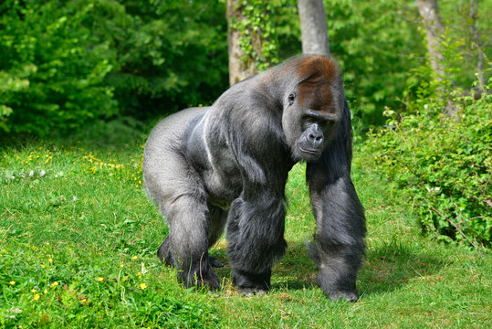 Gorille des plaines en marche de face