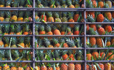 Pineapple fruit on truck, Tropical fruit background