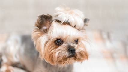 Funny and cute portrait of a terrera puppy.