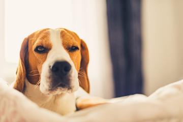 Beagle dog tired sleeps on a cozy bed. Dog raises his head with one eye half opened.