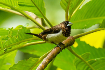 White-rumped Munia perching on a perch looking into a distance
