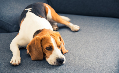 Dog lying on the sofa. Canine background