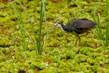 White-breasted Waterhen wading on a field of water lettuce, looking into a distance