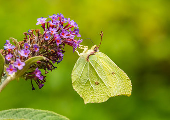 Brimstone Butterfly