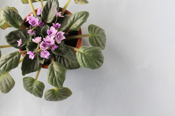 Bouquet of violets on grey background copy space