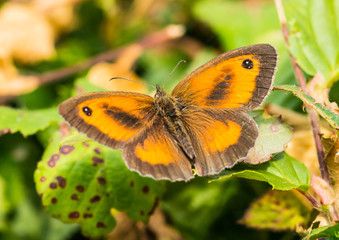 Gatekeeper Butterfly
