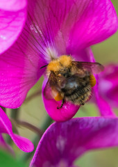 Carder Bee On Sweet Pea