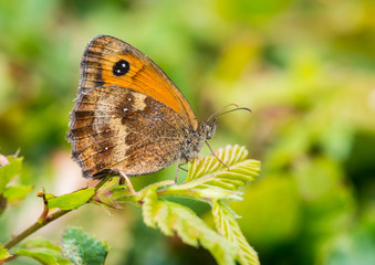 Gatekeeper