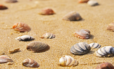Fototapeta na wymiar Sands beach with many shells.