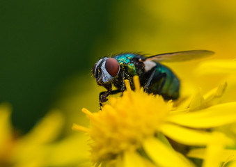 Greenbottle