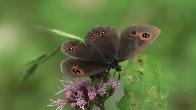 erebia euryale, farfalla