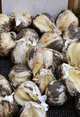 A lot of Allium giganteum or giant onion bulbs for sale in then flower market Netherlands.