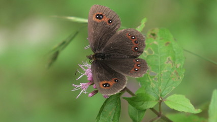 erebia, 