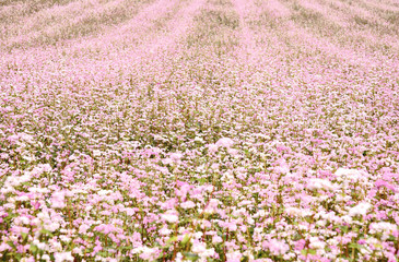 A lot of pink and white flower on field with pink bohke.