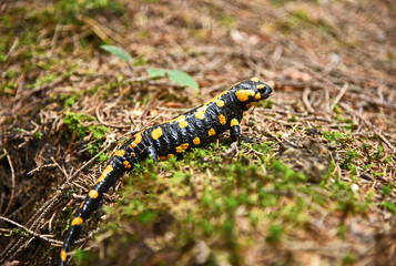 Fire salamander in wild  Schneeberg  Lower Austria