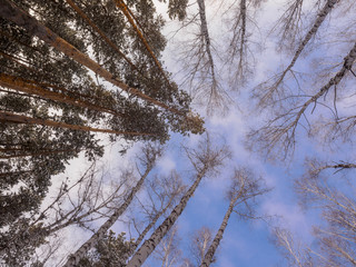 Treetops against a blue sky. birch without leaves and pine with green needles. natural landscape. late autumn and early winter.