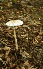 parasol mushroom (Macrolepiota procera or Lepiota procera) in forest Austria.