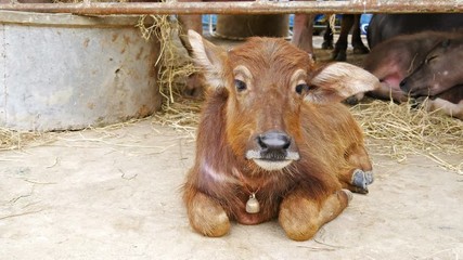 Video 4k of water buffalo resting at farm
