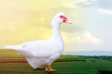 Duck on Mountain and sky background. Barbary Duck.