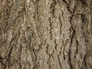 Obraz premium poplar bark wood texture. macro shooting of natural background. trees in the forest close up
