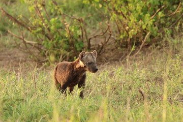 Spotted hyena black cub, Masai Mara National Park, Kenya.