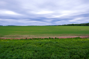 Obraz premium large green field and forest