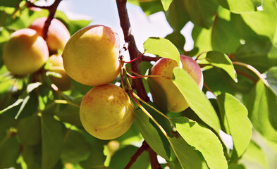 Prunus armeniaca tree or  apricot  at  Wachau Krems Austria.