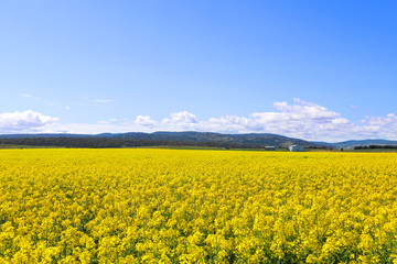 Obraz premium Yellow flower field blooming on a sunny day with blue sky and mountain in the background.