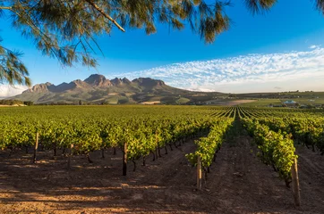 Fotobehang Afrika Prachtig landschap van Kaapse Wijnlanden, wijnbouwgebied in Zuid-Afrika  © javarman