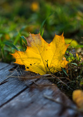 Colorful maple autumn leaves close-up