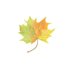 watercolor autumn maple leaf, hand drawn pattern in green, yellowish and orange colors, seasonal illustration