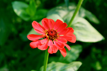 red flower in the garden
