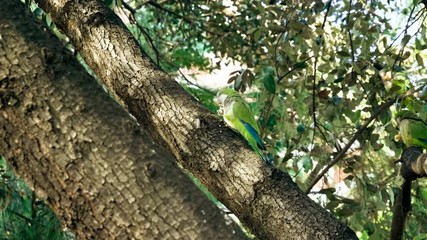 Monk parakeet. One green parrot sitting on the tree and eating bread in Barcelona park. Spain. 4K
