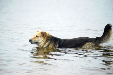 dog bathes in water