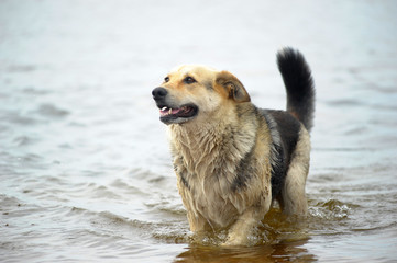 dog bathes in water