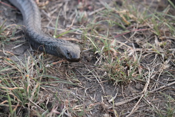 Black cobra closeup, Masai Mara National Park, kenya.