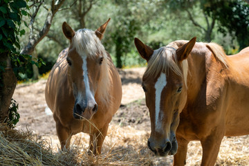 Naklejka na ściany i meble Two horses at pasture in Tuscany