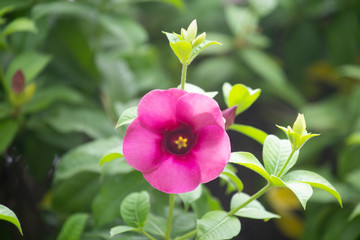 Allamanda cathartica flower or Star flower in garden with blurred background. Garden plants concept.