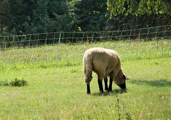 Schaf auf der Weide