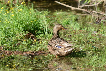 germano reale femmina
